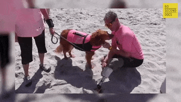 Dog Love GIF by 60 Second Docs