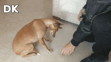 Dk GIF