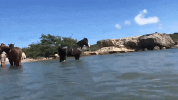 Horses Curacao GIF by Pippi's opvang