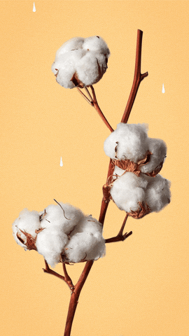 cotton shrub meaning, definitions, synonyms