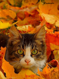 Image result for animated fall picture with cats