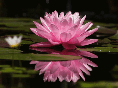 Blooming GIFs Get The Best GIF On GIPHY Blooming GIFs Get The Best GIF On GIPHY