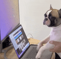 Work From Home Dog GIF by Julia Jennings