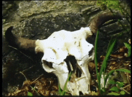 200.gif