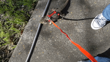 Lizard GIF