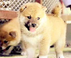 Shiba Gifs Get The Best Gif On Giphy