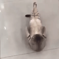 Cat Working Out GIF