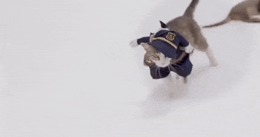 Gatti GIF