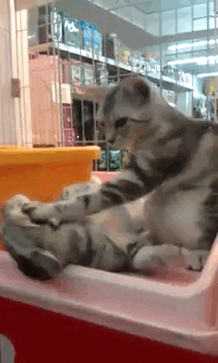 Cat Massage GIF