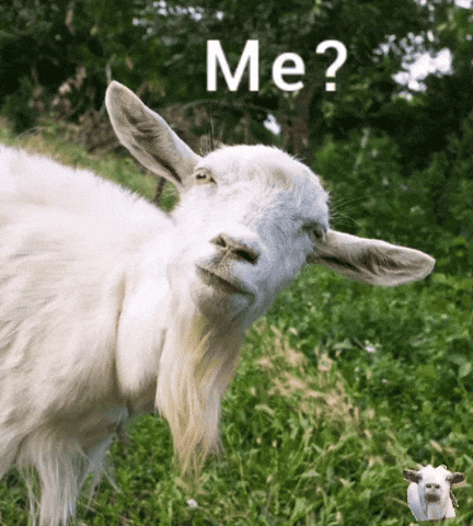 Wvish GIF