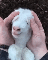 Baby Goat GIF by MOODMAN
