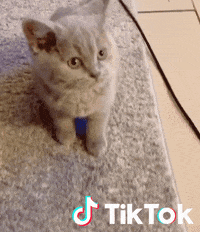 Chaton Gifs Get The Best Gif On Giphy