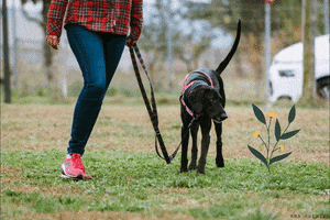 Walk GIF