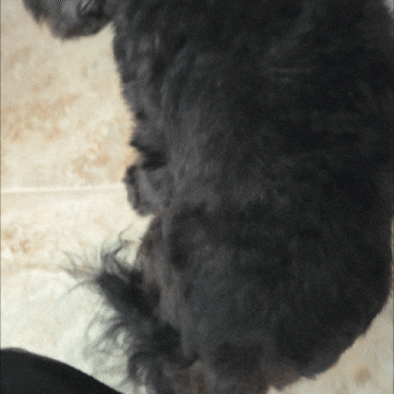 Casper GIF