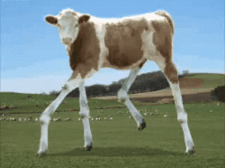 cow