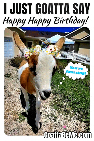 Happy Birthday Pets GIF by Goatta Be Me Goats! Adventures of Java, Toffee, Pumpkin and Cookie!!