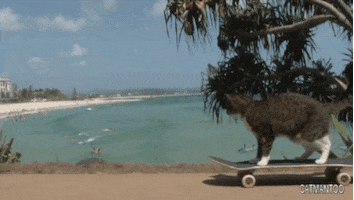 200.gif