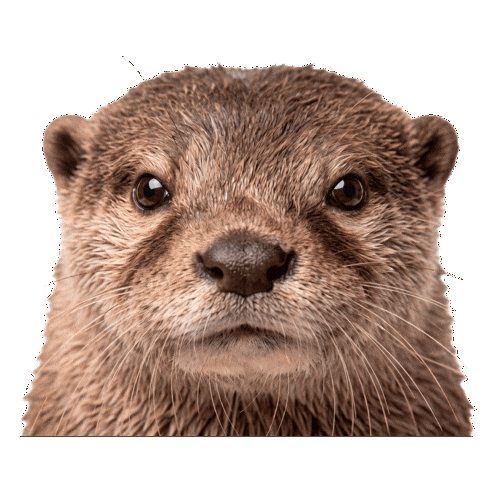 Nutria Sticker by ecoembes