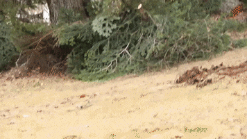Chainsaw Grading GIF by JC Property Professionals