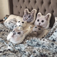 Cat Family GIF