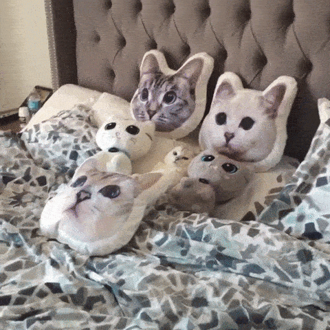 cat kittens GIF