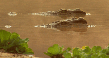 bbc africa crocodile GIF by Head Like an Orange