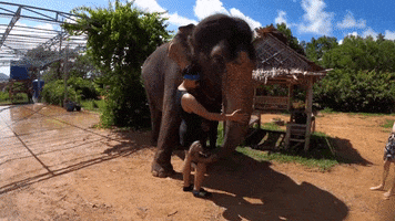 Elephant Sanctuary Kiss GIF by gunnarolla