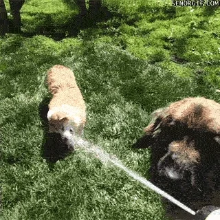 water dogs GIF