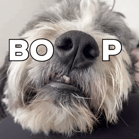 Snoot Dog Boop GIF
