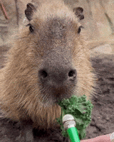 Hungry Interview GIF by San Diego Zoo Wildlife Alliance