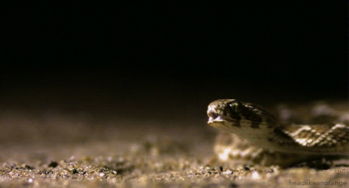 wide screen snake gif wide screen snake gif