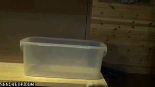 Cats If I Fits I Sits GIF - Find & Share on GIPHY