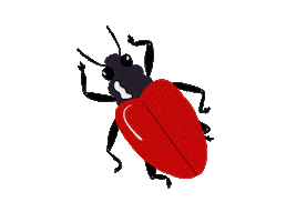 UF/IFAS Center for Aquatic and Invasive Plants Sticker