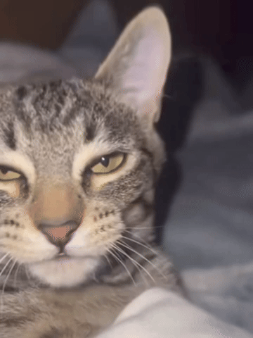 Sigma Cat Meme GIF
