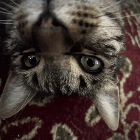 Catmemes Variants GIF