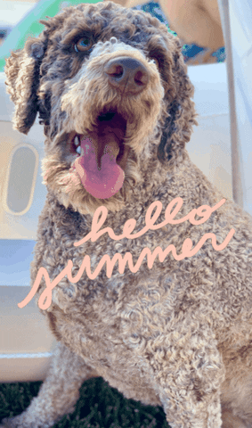 Dog GIF