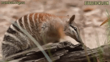 Biara Chews GIF