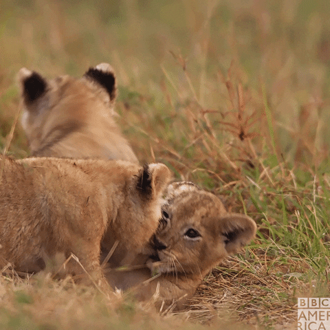 Bbc Earth Lions GIF by BBC America - Find & Share on GIPHY