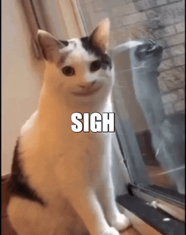 Cat Meme Gifs Get The Best Gif On Giphy
