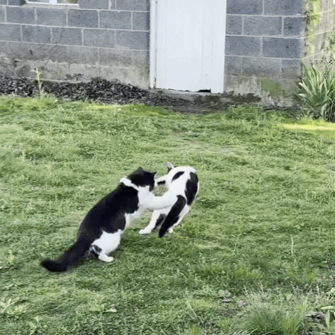 Cat Fighting GIF