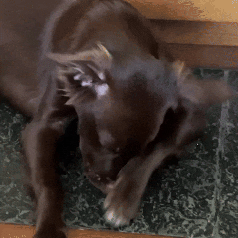 Chandelle Sad Triste GIF