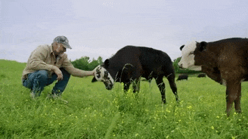 Vegan Love GIF by Mercy For Animals