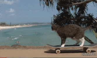 cat skateboard GIF by Daily Mail Online