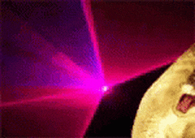 Crazy Cat GIF by memecandy