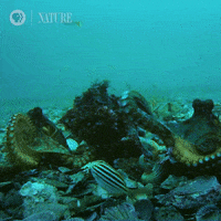 Pbs Nature Sea GIF by Nature on PBS