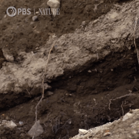 Gif mit Biber, der aus seinem Versteck schaut