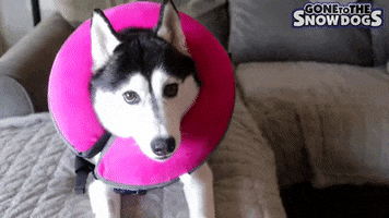 Siberian Husky Cute Dog GIF by Gone to the Snow Dogs