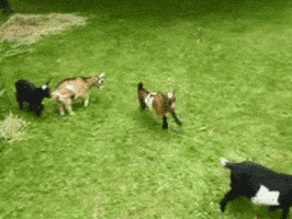 Leap Year Running GIF