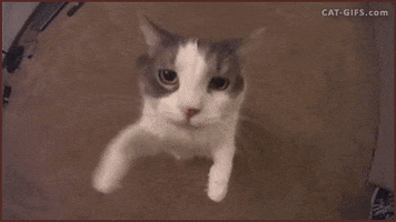 Cute Cat GIFs - Get the best GIF on GIPHY