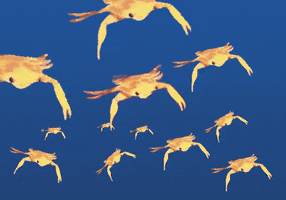 Swimming Crab GIF
